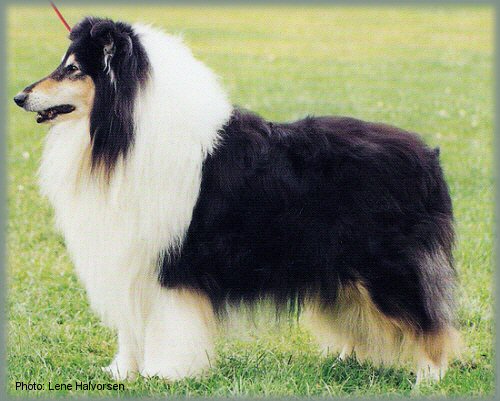 Sunnyhurst Siegfried of Karava | Rough Collie 