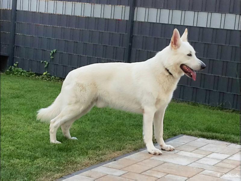 Cillian Kolja of the white dreamdogs | White Swiss Shepherd Dog 