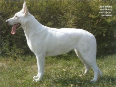 Cassia Maya Elbigi | White Swiss Shepherd Dog 