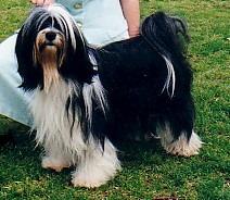 XIAXIANG JIEMA | Tibetan Terrier 