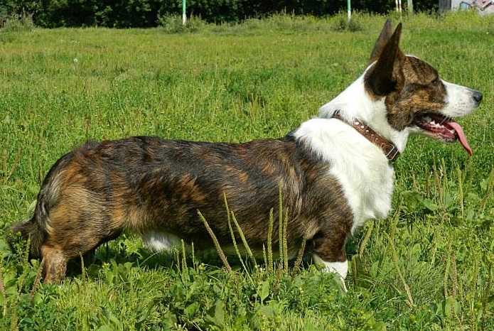 FAVORIT SIBIRI ARNOLD | Cardigan Welsh Corgi 