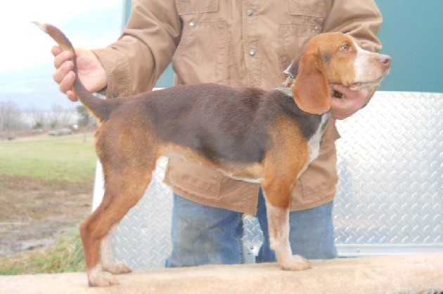 Scroghams Blue Lil Sally | Beagle 