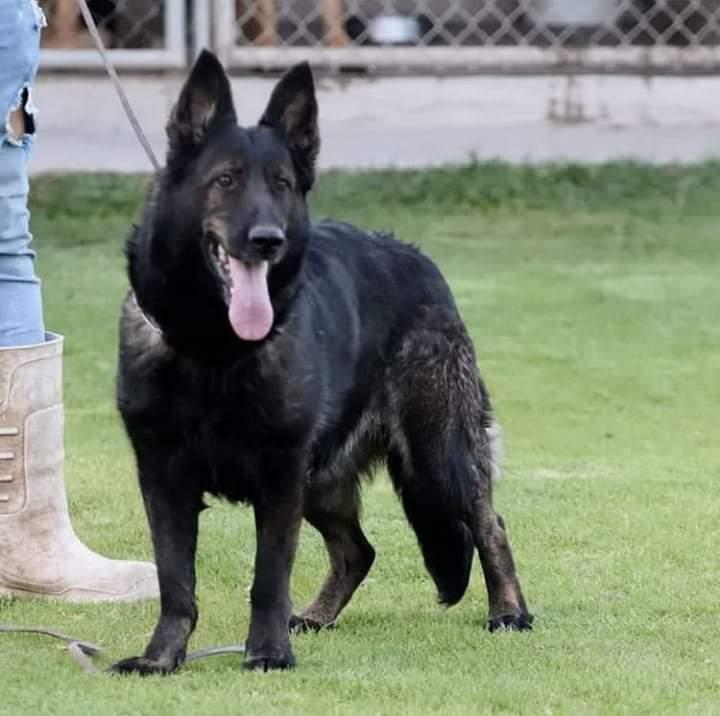 Mistic (Magdaleno) | German Shepherd Dog 