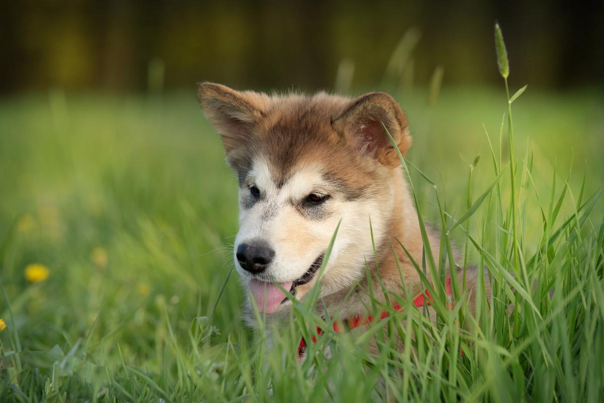 Makaya Blue Sky Wolf Huts | Alaskan Malamute 