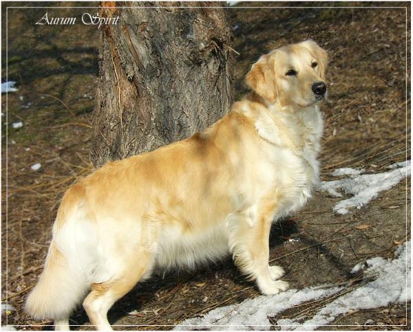 Syuzi Samiy Luchshiy Drug | Golden Retriever 