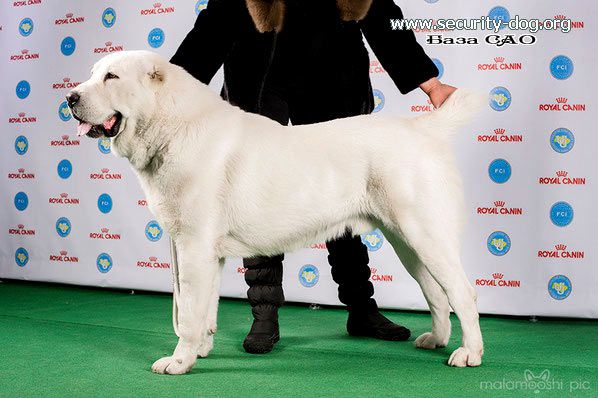 Zar-Niyaz Grand | Central Asian Shepherd Dog 