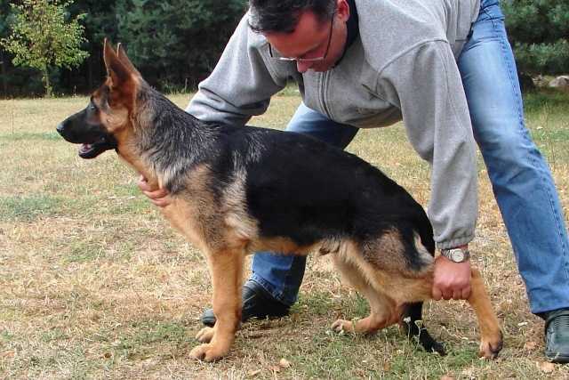 TEDI Asarko Lordana | German Shepherd Dog 