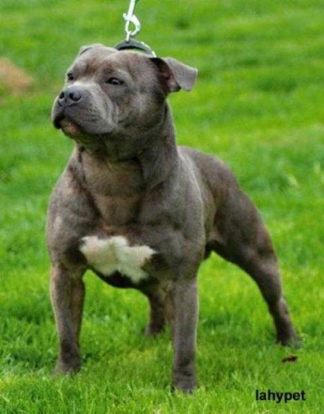 Ninevah Blue Bomber | Staffordshire Bull Terrier 