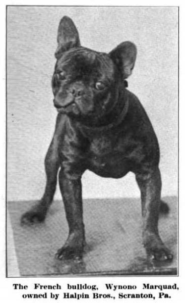 Wynono Marquad (~1912) | French Bulldog 