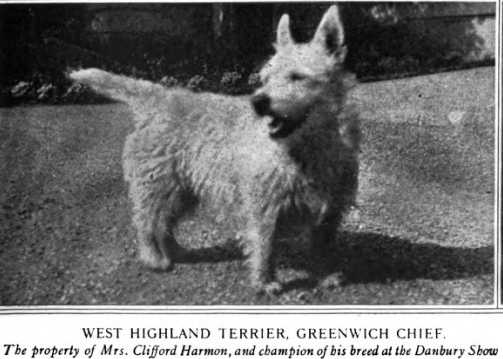 Greenwich Chief [Mrs. Clifford Harmon's] | West Highland White Terrier 