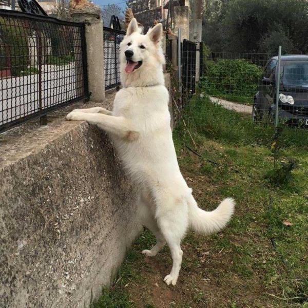 Baron of agrafa nagi tanka | White Swiss Shepherd Dog 