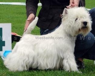 Anvil Medicus Veterinarius | West Highland White Terrier 