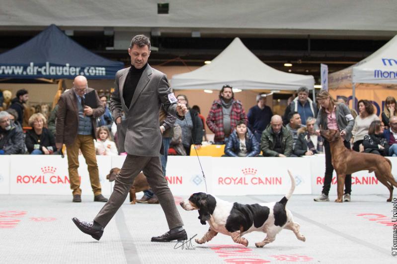 carboncopy notre dame de paris | Basset Hound 