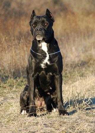 UNREAL MIRACLE CANE GUARDIA DEL CORPO | Cane Corso 