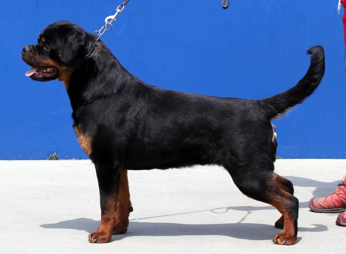 Carisma Haus of Lazic | Rottweiler 