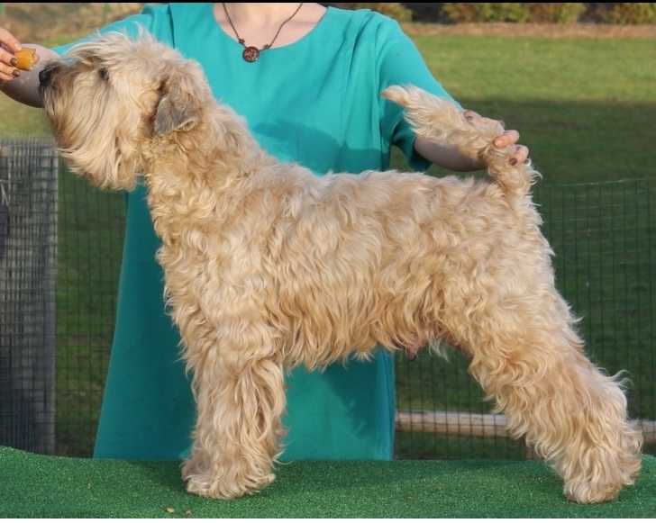 Angely Charli Zarinka Mandarinka | Soft Coated Wheaten Terrier 