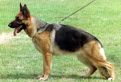 Jasmin von der Zenteiche | German Shepherd Dog 