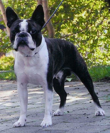 Up To Date Hannibal | Boston Terrier 