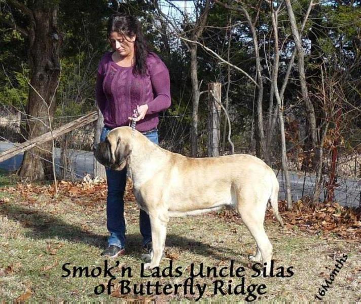Smok'N Lad's Uncle Silas of Butterfly Ridge | Mastiff 
