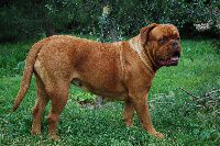 Faenza de la fée caline d'ybla | Dogue de Bordeaux 