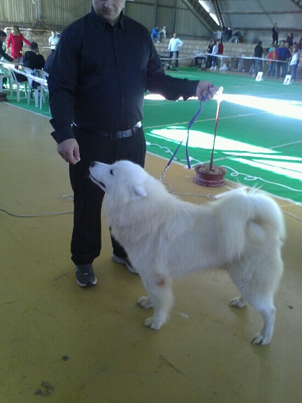 George Royal Kabaka | Samoyed 