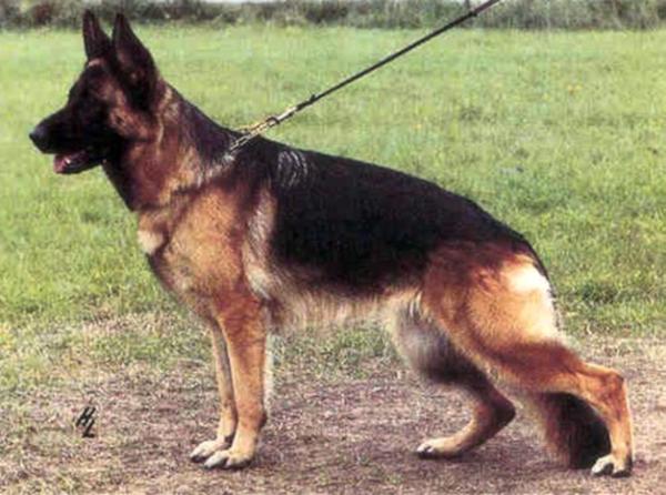 Dalli von der Kahler Heide | German Shepherd Dog 