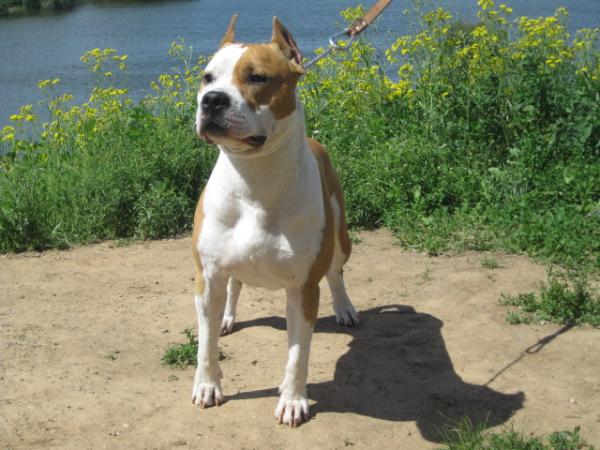 Irgen Gold Zhador | American Staffordshire Terrier 