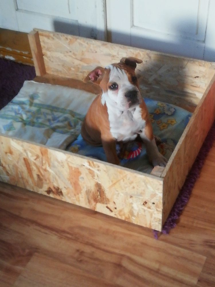 Genius Fortus Temperamente Staff | American Staffordshire Terrier 
