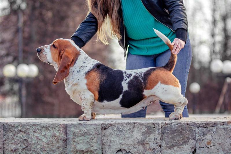 ILGA LOTOS ZU ZU | Basset Hound 