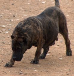 Dalia de Casa del Presa | Perro de Presa Canario 