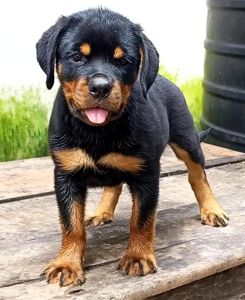 Calista vom Great B K9 | Rottweiler 