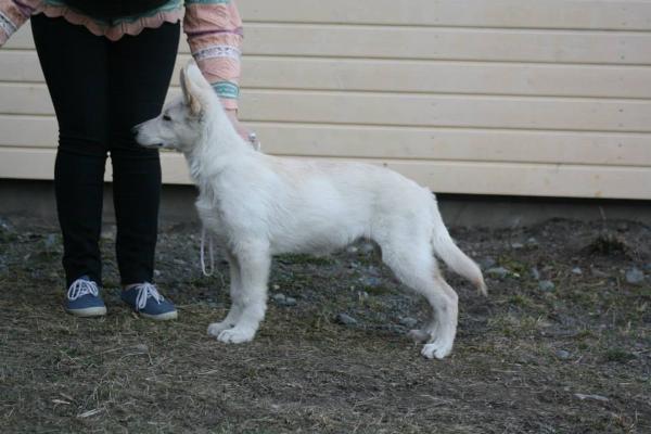 Moonscape´s Cheerful Cherie | White Swiss Shepherd Dog 