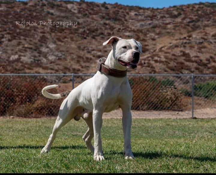 MPKennels Octavious | American Bulldog 