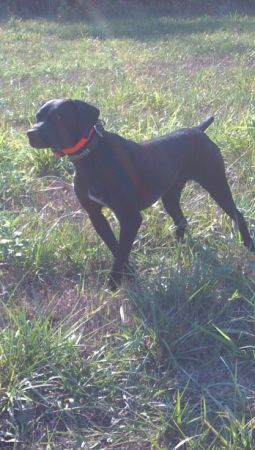 Griffiths Rollin Thunder Sarge | German Shorthaired Pointer 