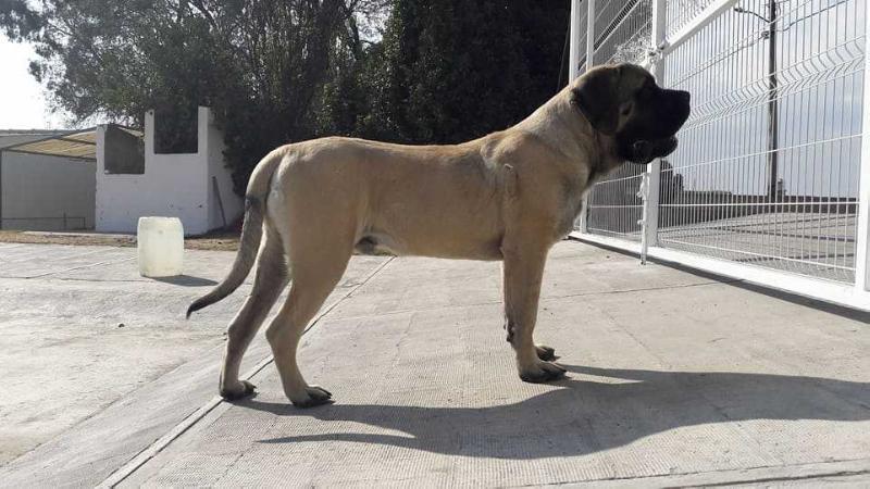 DA MARCUS MINA (FLORES) | Mastiff 