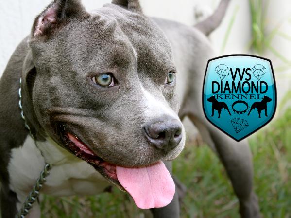 Ford'S Diamond | American Pit Bull Terrier 