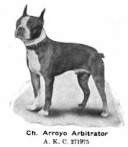 Arroyo Arbitrator (Auburn Radient) | Boston Terrier 