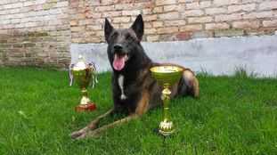 Adolph Dog of Mraz | Belgian Malinois 