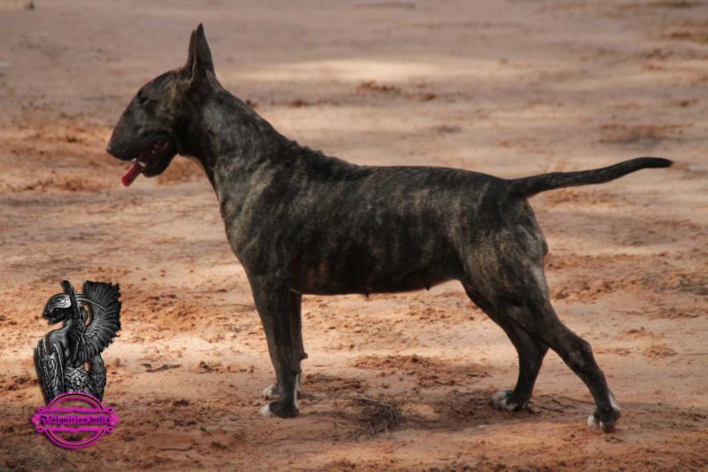 amaissbull black panther party | Bull Terrier 