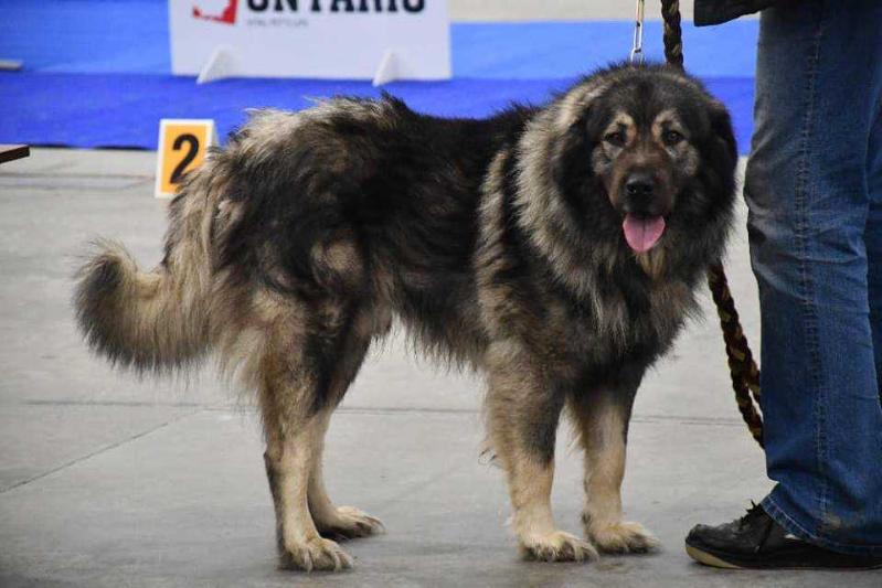 BRIK MURKO SUVODO | Yugoslavian Shepherd Dog-Sarplaninac 