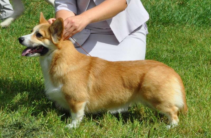 HAILAIT'S Russiya | Pembroke Welsh Corgi 