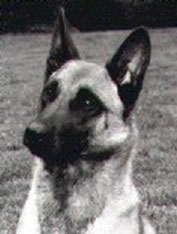 Halusetha's Yellow Vero | Belgian Malinois 