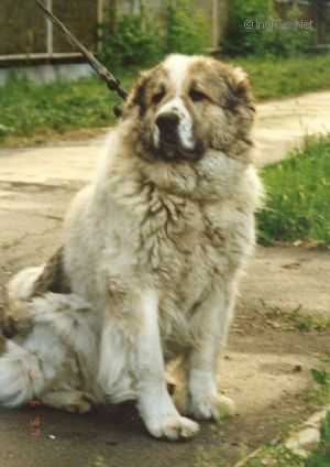 Hanta | Caucasian Mountain Dog 