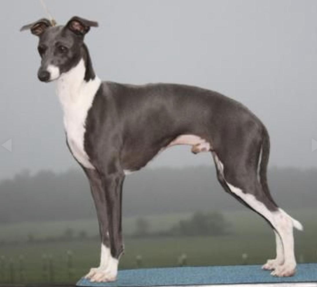 Marchwind Finishing Touch | Italian Greyhound 