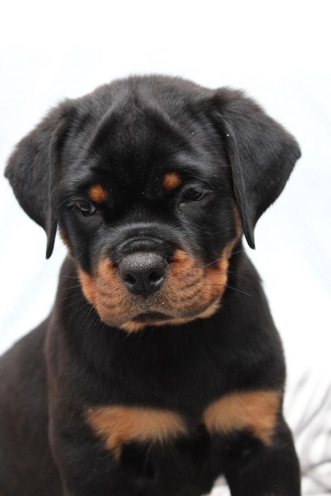 Lagvuchi Jojo | Rottweiler 