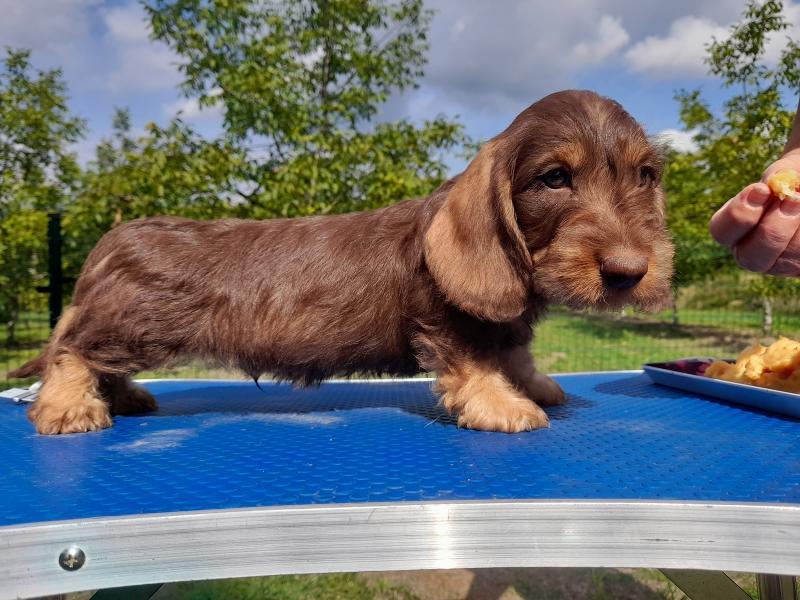 Tchekov des petits rois de kladska | Dachshund 