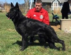 Hurricane Lemiselburg | German Shepherd Dog 
