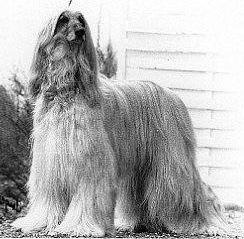 Unjans Tino | Afghan Hound 