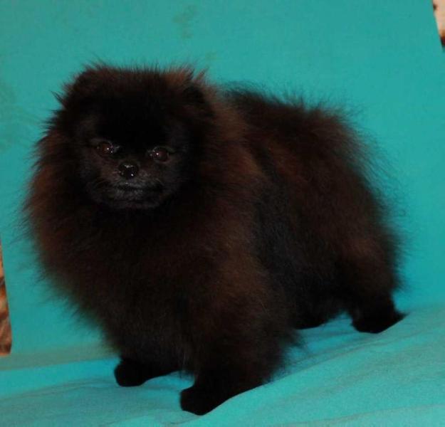 Mary De Miro Kentukki | Pomeranian 