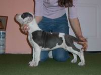 ?antikora Grais Grisal | American Staffordshire Terrier 